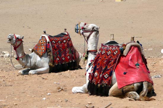 egypt_115